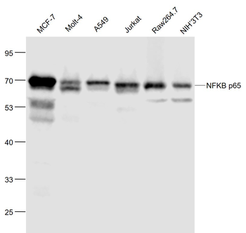 NFKB p65 Mouse Monoclonal Antibody