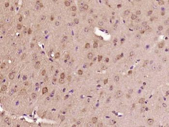 ERK1/2 Mouse Monoclonal Antibody