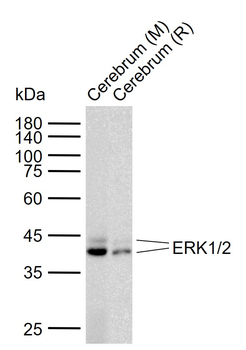 ERK1/2 Mouse Monoclonal Antibody