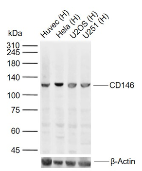 CD146 Rabbit Polyclonal Antibody