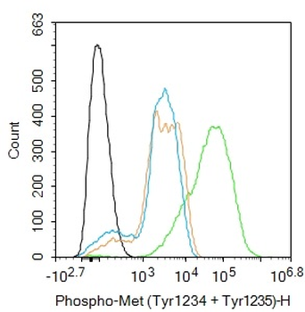 P63 Mouse Monoclonal Antibody
