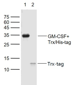 Trx-Tag Mouse Monoclonal Antibody