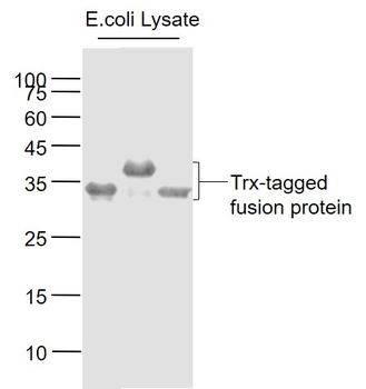 Trx-Tag Mouse Monoclonal Antibody