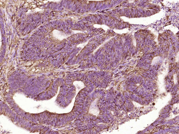 CD44 Mouse Monoclonal Antibody