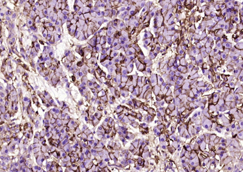 CD44 Mouse Monoclonal Antibody