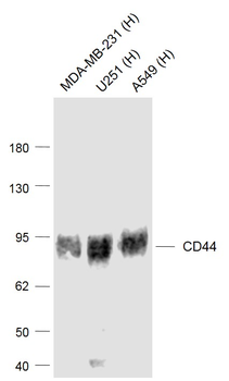 CD44 Mouse Monoclonal Antibody
