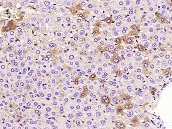 TGF beta 1 Mouse Monoclonal Antibody