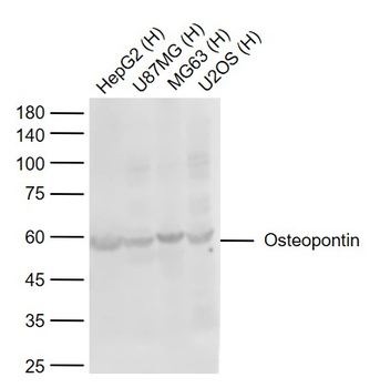 Osteopontin Rabbit Polyclonal Antibody