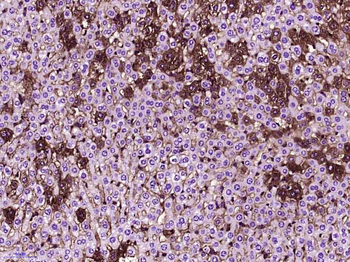 Caspase 8 Mouse Monoclonal Antibody