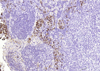 Caspase 8 Mouse Monoclonal Antibody