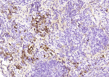 Caspase 8 Mouse Monoclonal Antibody