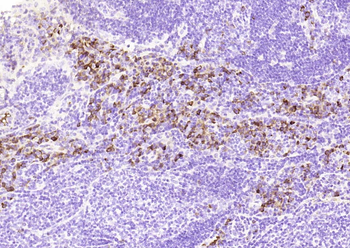 Caspase 8 Mouse Monoclonal Antibody