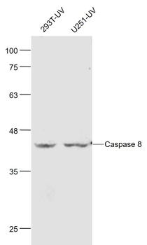 Caspase 8 Mouse Monoclonal Antibody