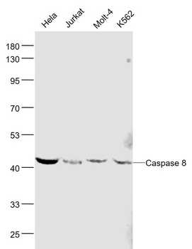 Caspase 8 Mouse Monoclonal Antibody