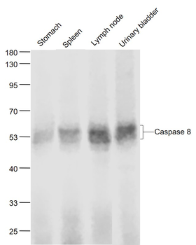 Caspase 8 Mouse Monoclonal Antibody
