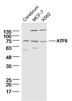 ATF6 Rabbit Polyclonal Antibody