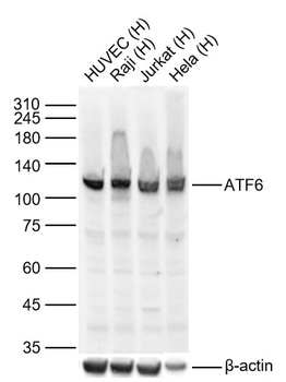 ATF6 Rabbit Polyclonal Antibody
