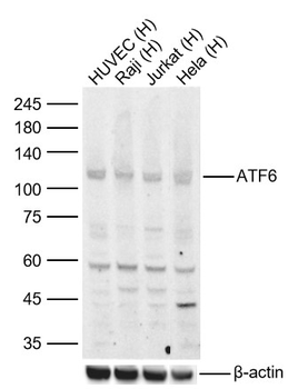 ATF6 Rabbit Polyclonal Antibody