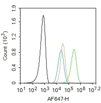 CD11c Rabbit Polyclonal Antibody