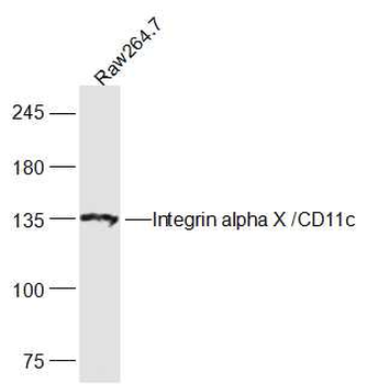CD11c Rabbit Polyclonal Antibody