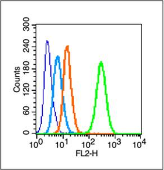 Dnmt3b Rabbit Polyclonal Antibody