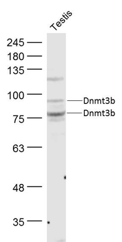 Dnmt3b Rabbit Polyclonal Antibody
