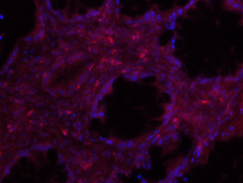 IDO1 Rabbit Polyclonal Antibody