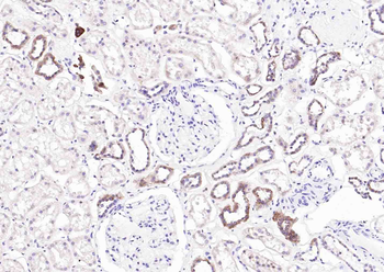 Cytochrome C Mouse Monoclonal Antibody