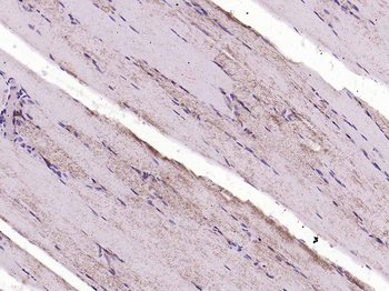 Cytochrome C Mouse Monoclonal Antibody