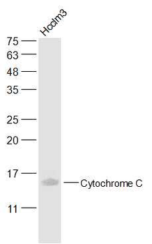 Cytochrome C Mouse Monoclonal Antibody