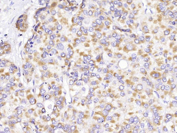 Cytochrome C Mouse Monoclonal Antibody