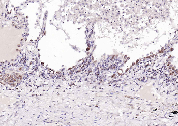 Cytochrome C Mouse Monoclonal Antibody