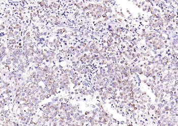 Cytochrome C Mouse Monoclonal Antibody