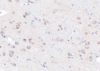Cytochrome C Mouse Monoclonal Antibody