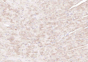 Cytochrome C Mouse Monoclonal Antibody