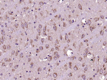 Cytochrome C Mouse Monoclonal Antibody