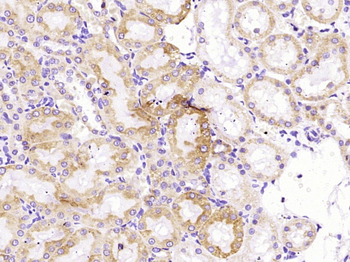 Cytochrome C Mouse Monoclonal Antibody