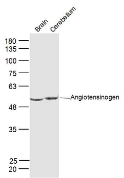 Angiotensinogen Rabbit Polyclonal Antibody