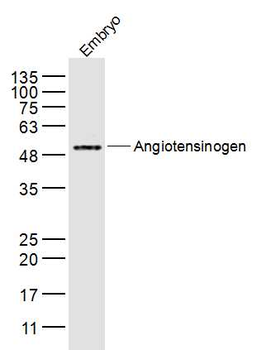 Angiotensinogen Rabbit Polyclonal Antibody