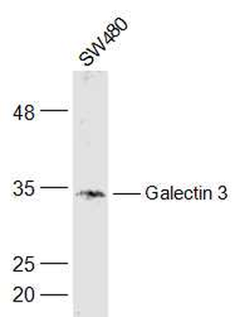 Galectin 3 Rabbit Polyclonal Antibody