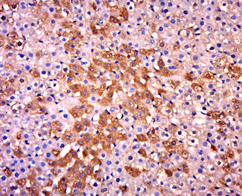Caspase-8 subunit p10 Rabbit Polyclonal Antibody