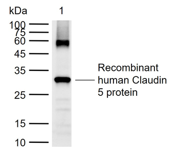 Claudin 5 Rabbit Polyclonal Antibody