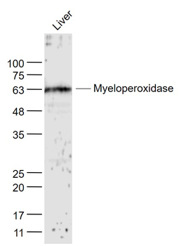 MPO Rabbit Polyclonal Antibody