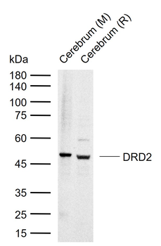 DRD2 Rabbit Polyclonal Antibody