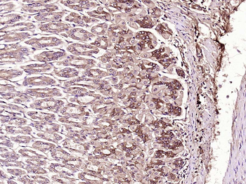 PEDF Rabbit Polyclonal Antibody