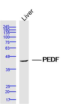 PEDF Rabbit Polyclonal Antibody