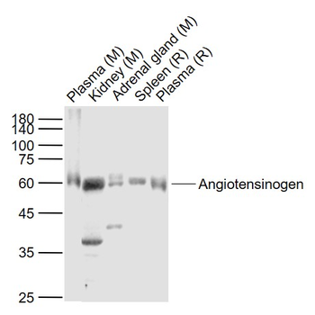 Angiotensinogen Rabbit Polyclonal Antibody