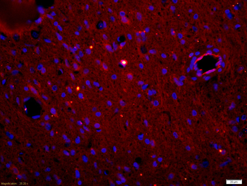 MPO Rabbit Polyclonal Antibody