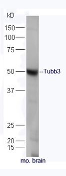 Tubb3 Rabbit Polyclonal Antibody