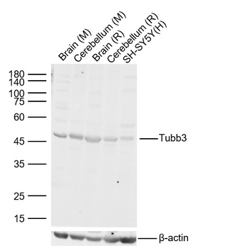 Tubb3 Rabbit Polyclonal Antibody